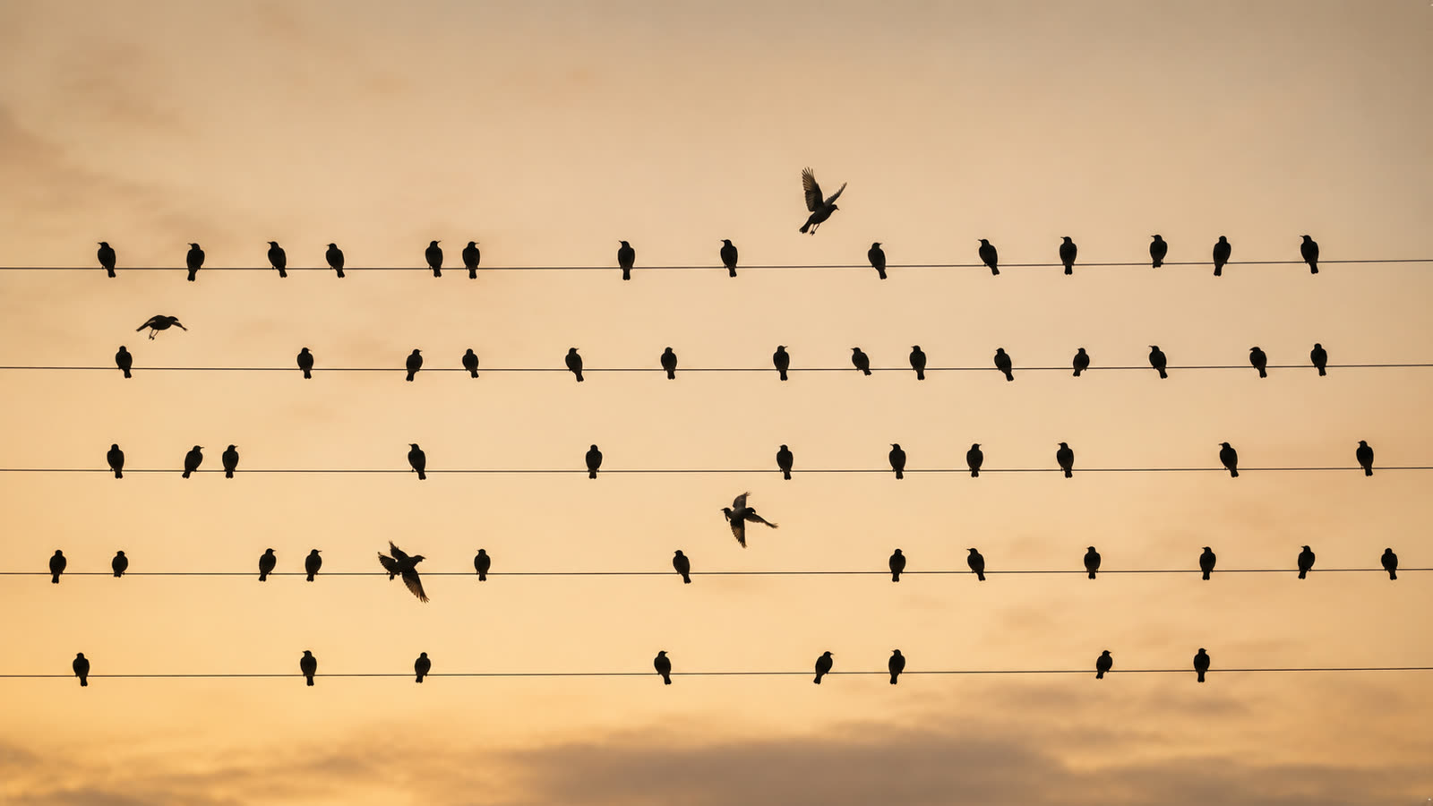 Vol d'étourneaux : un collectif qui se coordonne autour d'un cap partagé